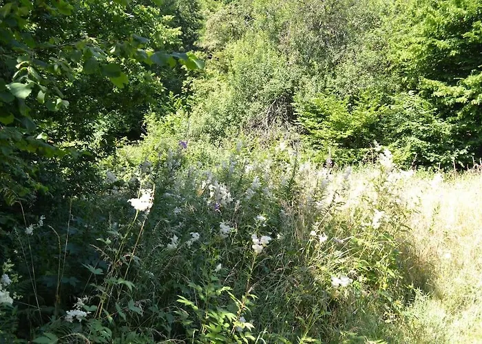 Authentic In Semoy Valley *